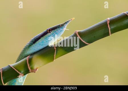 Rinoceros Ratsnake {Rhynchophis Boulengeri} conosciuto anche come (Rhinoceros Snake, Rhino Rat Snake, Vietnamita Longnose Snake, o Green Unicorn) avvolta Foto Stock