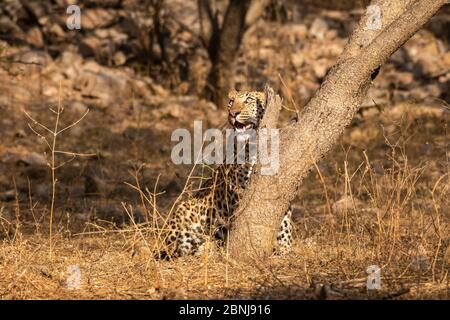 Enorme leopardo maschile o pantera o panthera pardus fusca a piedi nella riserva forestale jhalana, jaipur, rajasthan, india Foto Stock