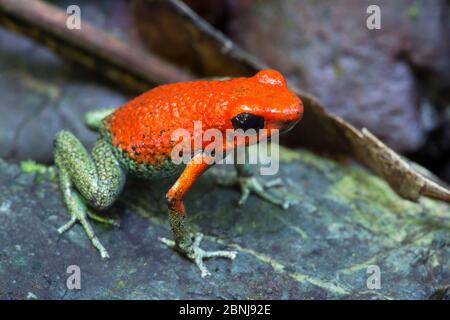 Veleno granulare (rana Oophaga granulifera) Osa Peninsula, Costa Rica. Vulnerabile Lista Rossa IUCN specie. Foto Stock