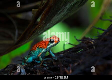 Veleno granulare (rana Oophaga granulifera) Osa Peninsula, Costa Rica. Vulnerabile Lista Rossa IUCN specie. Foto Stock