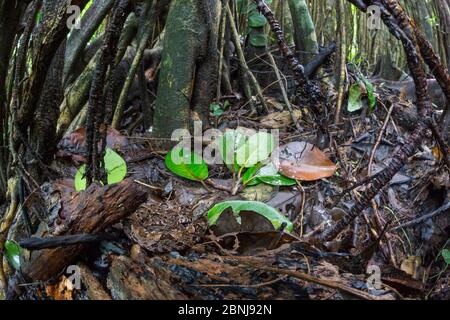 Fer-de-lance (Bothrops asper) giovani camuffati sul pavimento della foresta pluviale alla base di un fico strangle (Ficus sp) Penisola di Osa, Costa Rica, Foto Stock