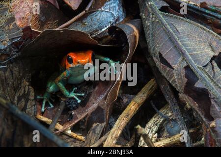 Veleno granulare (rana Oophaga granulifera) Osa Peninsula, Costa Rica. Vulnerabile Lista Rossa IUCN specie. Foto Stock