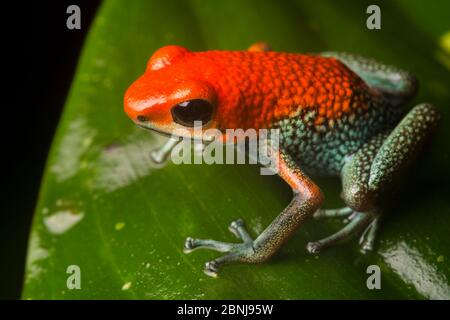 Veleno granulare (rana Oophaga granulifera) Osa Peninsula, Costa Rica. Vulnerabile Lista Rossa IUCN specie. Foto Stock