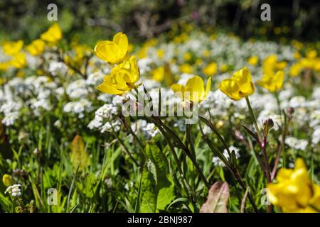 Coppe delle farfalle gialle fiorite con fiori selvatici in un prato erboso campo. Bennlech, Isola di Anglesey, Galles, Regno Unito, Gran Bretagna Foto Stock