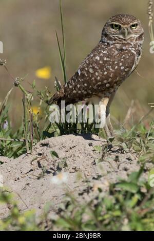 Gufo di burrowing della Florida (Athene cunicularia floridana) da burrow in suolo sabbioso, Cape Coral, Florida, USA, marzo. Foto Stock