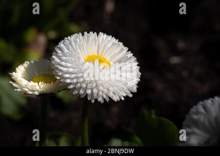 Bellis perennis è una specie di daisy comune in Europa. È diffuso in molte zone temperate. Molte piante simili sono conosciute come margherite, o anche come Foto Stock