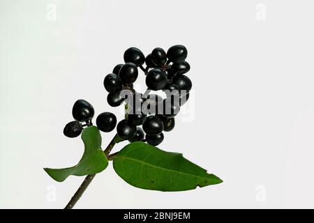 Bacche, frutti del liquore ordinario (Lingustrum vulgare). Foto Stock