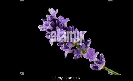 Schopflavendel, lavanda a farfalla latin Lavandula stoechas, proviene originariamente dalle regioni costiere soleggiate del Mediterraneo Foto Stock