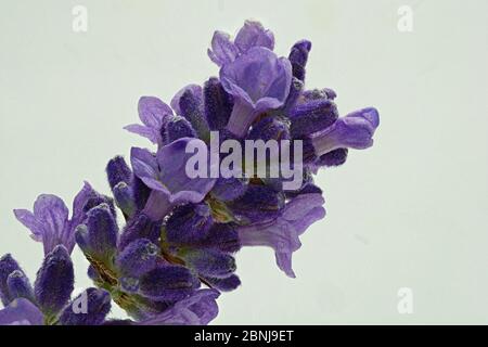 Schopflavendel, lavanda a farfalla latin Lavandula stoechas, proviene originariamente dalle regioni costiere soleggiate del Mediterraneo Foto Stock