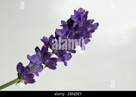 Schopflavendel, lavanda a farfalla latin Lavandula stoechas, proviene originariamente dalle regioni costiere soleggiate del Mediterraneo Foto Stock