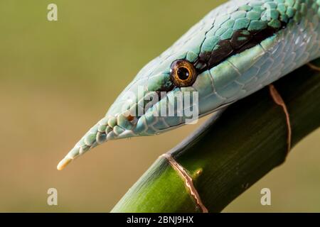 Rinoceros Ratsnake {Rhynchophis Boulengeri} conosciuto anche come (Rhinoceros Snake, Rhino Rat Snake, Vietnamita Longnose Snake, o Green Unicorn) avvolta Foto Stock