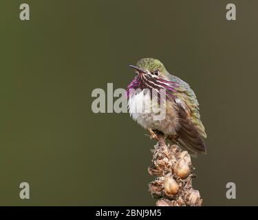 Calliope Hummginbird, El Dorado County California Foto Stock