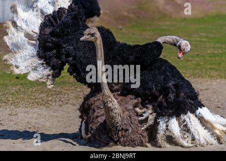 Un grosso struzzo nero EMU con un lungo collo ha allargato le ali ed è accoppiato con una femmina. Periodo di accoppiamento in animali Foto Stock