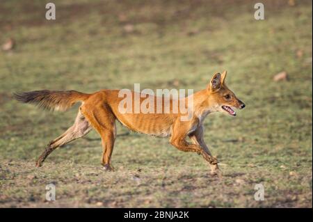 Indiano cane selvaggio o buco (Cuon alpinus) che corre. Pench National Park, Madhya Pradesh, India. Foto Stock