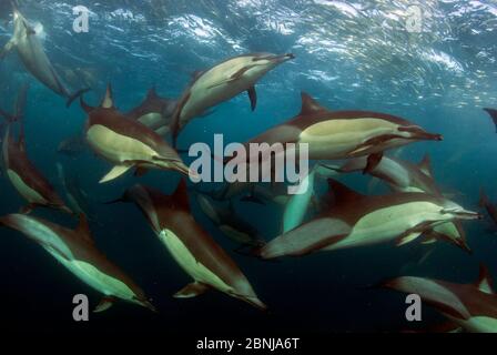 Delfini comuni dal becco lungo (Delphinus capensis) che si nutrono di sardine run, Londra Est, Sudafrica, giugno. Foto Stock