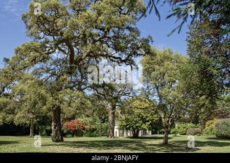 Cork Tree nel Giardino Inglese al Monte Edgcumbe Park Cornwall 2015 Foto Stock