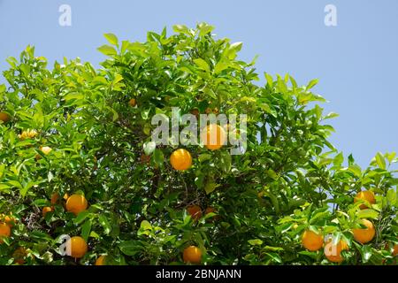 Molte arance sull'albero verde arancio nel giardino con cielo blu su uno sfondo Foto Stock