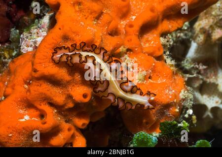 Flatworm (Maiazoon orsaki) scivola su spugna Mabul, Indonesia. Foto Stock