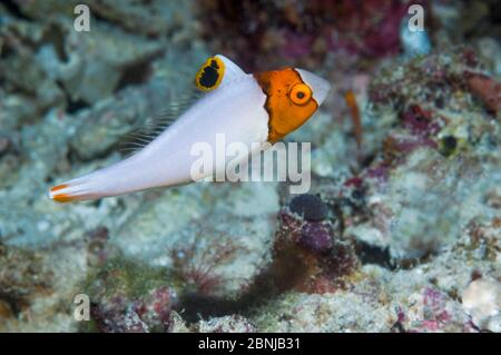 Trota bicolore / Bicolor (Cetoscarus bicolor) novellame, Raja Ampat, Papua Occidentale, Indonesia. Foto Stock