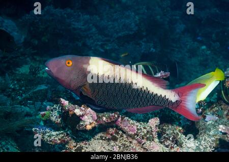 Parrotfish bicolore / Bicolor (Cetoscarus bicolore) femmina, Raja Ampat, Papua Occidentale, Indonesia. Foto Stock