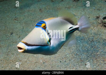 Picassofish arabo (Rhinecanthus assasi) Egitto, Mar Rosso. Trovato solo Mar Rosso a Golfo Oman e Golfo Arabico. Foto Stock