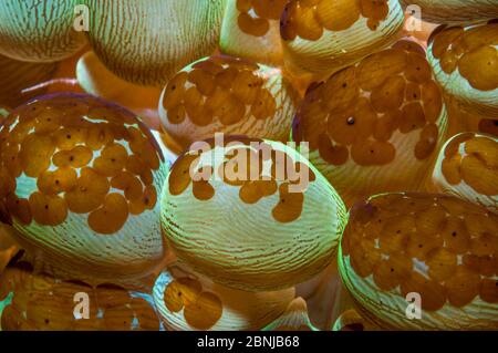 Acoel flatworm (Waminoa sp) su polipi di Bubble Coral (Plerogyra sinusosa) Indonesia. Questa vite senza fine può coprire l'intera superficie di alcuni coralli, la leavina Foto Stock