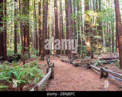 Percorso tra sequoie della California, Armstrong Woods state Park, vicino a Guerneville, California, Stati Uniti d'America, Nord America Foto Stock