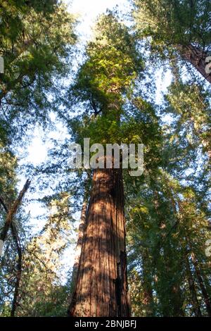 Red Woods della California, Armstrong Woods state Park, vicino a Guerneville, California, Stati Uniti d'America, Nord America Foto Stock