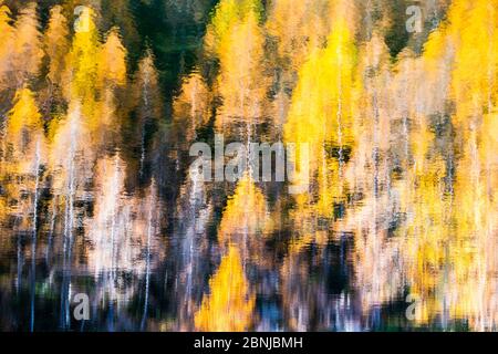 Larici gialle che si riflettono nelle acque del lago, Lago Azzurro, Valchiavenna, Valtellina, Lombardia, Italia, Europa Foto Stock