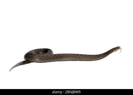 Asp viper (Vipera aspis zinnikeri) prigioniero, endemico ai Pirenei. Foto Stock