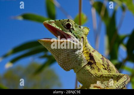 Testa di casquehead iguana (Laemanctus serratus) a bocca aperta, in cattività, si verifica in America centrale. Foto Stock