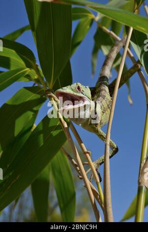 Testa di casquehead iguana (Laemanctus serratus) a bocca aperta, in cattività, si verifica in America centrale. Foto Stock