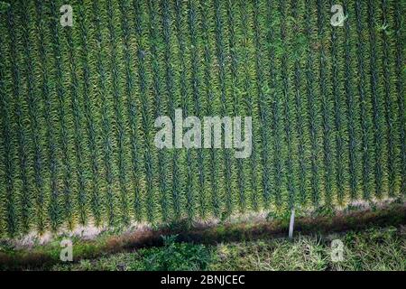 La piantagione di Ananas, vicino a Georgetown, Guyana, Sud America Foto Stock