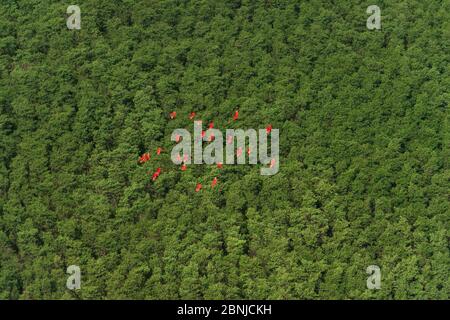 Scarlet Ibis (Eudocimus ruber) gregge a Shell Beach, Guyana del Nord, Sud America Foto Stock