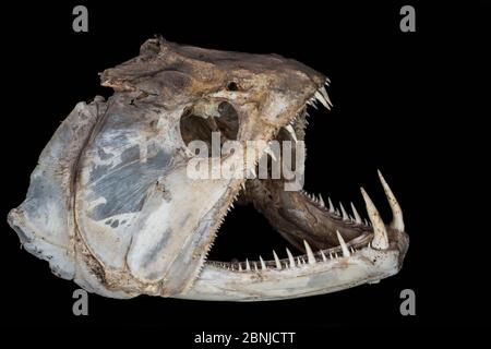 Aimara (Hoplias aimara) teschio, Dadanawa Ranch (un ranch per il bestiame, uno dei più grandi ranch privati del mondo) Sud Rupununi savanna, Guyana, Sud Foto Stock