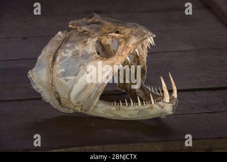 Aimara (Hoplias aimara) teschio, Dadanawa Ranch (un ranch per il bestiame, uno dei più grandi ranch privati del mondo) Sud Rupununi savanna, Guyana, Sud Foto Stock