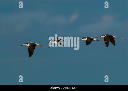 Il gregge di quattro in volo, la Pampa Argentina, a collo nero, è lo stilt (Himantopus melanurus) Foto Stock