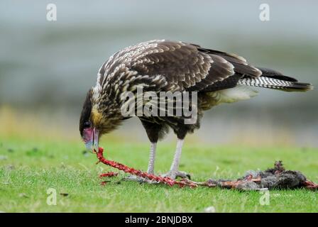 Caracara meridionale (Polyborus plancus) che si nutra alla carcassa, Tierra del Fuego, Patagonia, Argentina Foto Stock