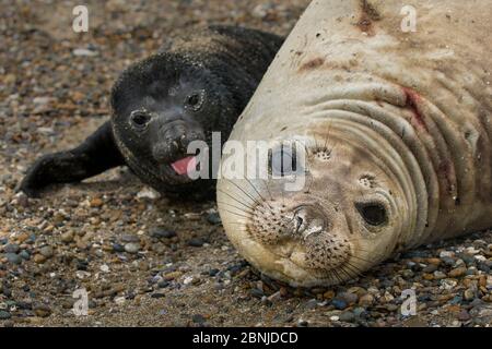 Foca elefante atlantica del sud (Mirounga leonina) cucito con madre sulla spiaggia, Penisola Valdes, Chubut, Patagonia, Argentina Foto Stock