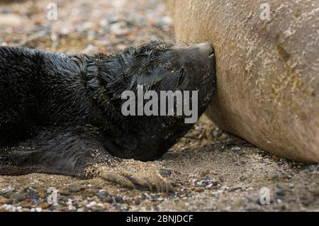 Foca elefante atlantica del sud (Mirounga leonina) cucito da madre sulla spiaggia, Penisola Valdes, Chubut, Patagonia, Argentina Foto Stock