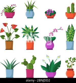 Illustrazioni vettoriali di piante di casa in pentole Illustrazione Vettoriale