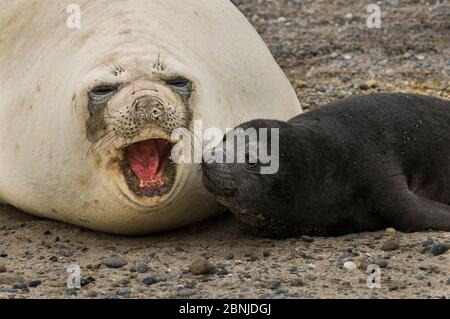 Foca elefante atlantica del sud (Mirounga leonina) cucito con madre sulla spiaggia, Penisola Valdes, Chubut, Patagonia, Argentina Foto Stock