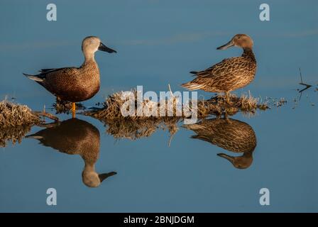 Anatre pale rosse (Anas platalea) maschio e femmina, la Pampa, Argentina Foto Stock