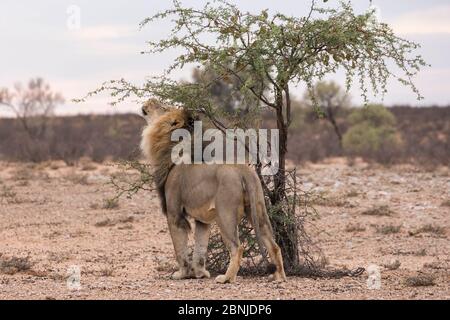 Lion (Panthera leo) maschio in pattuglia nel Kalahari sniffing scormarks, Kgalagadi Tranfrontiera Park, Capo del Nord, Sud Africa Foto Stock