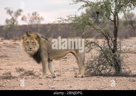 Lion (Panthera leo) maschio che fa la caccia alla pattuglia nel Kalahari, Kgalagadi Transbonier Park, Capo del Nord, Sudafrica Foto Stock