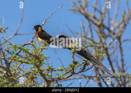 Paradiso a coda lunga whydah (Vidua paradisaea) maschio arroccato su un albero, Kgalagadi Tranfrontalier Park, Sudafrica, gennaio Foto Stock