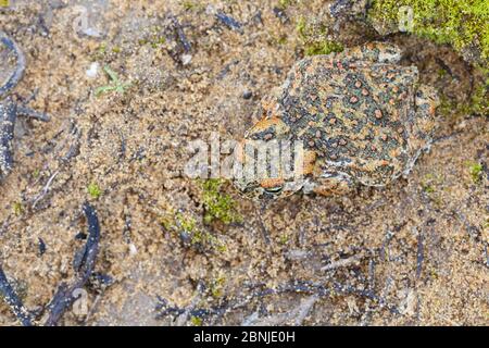 Natterjack toad (Epidaalea calamita) quasi camuffato a terra, Algarve, Portogallo Foto Stock