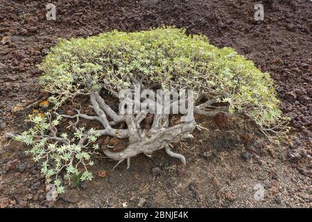 Dolce / Balsam spurge (Euphorbia balsamifera) che cresce sul flusso lavico, Punta de Teno, Tenerife, Isole Canarie, Spagna. Foto Stock