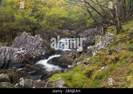 Bosco di querce con muschi e acqua corrente, vicino a Dolgellau, Snowdonia, Galles del Nord, Regno Unito Ottobre Foto Stock