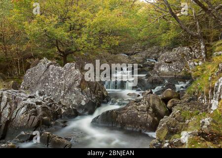 Bosco di querce con muschi e acqua corrente, vicino a Dolgellau, Snowdonia, Galles del Nord, Regno Unito Ottobre Foto Stock